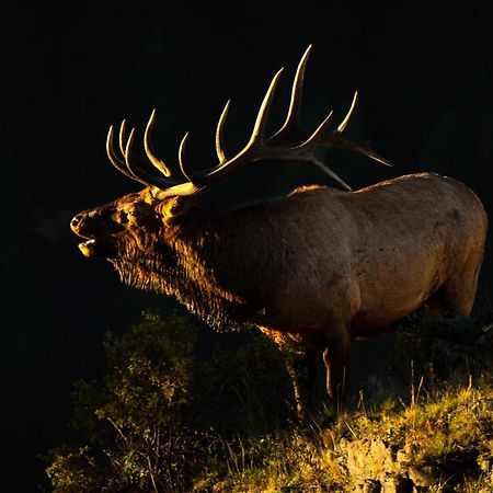 Frontier Mountain Retreat - Monthly Long-Term Vacation Rental 30 Days Minimum -- Estes Park Apts Kültér fotó